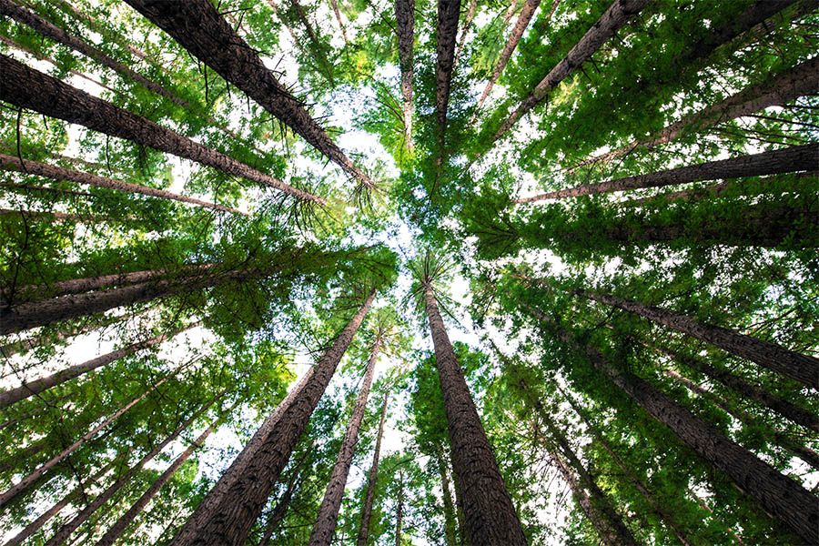 Net Zero
