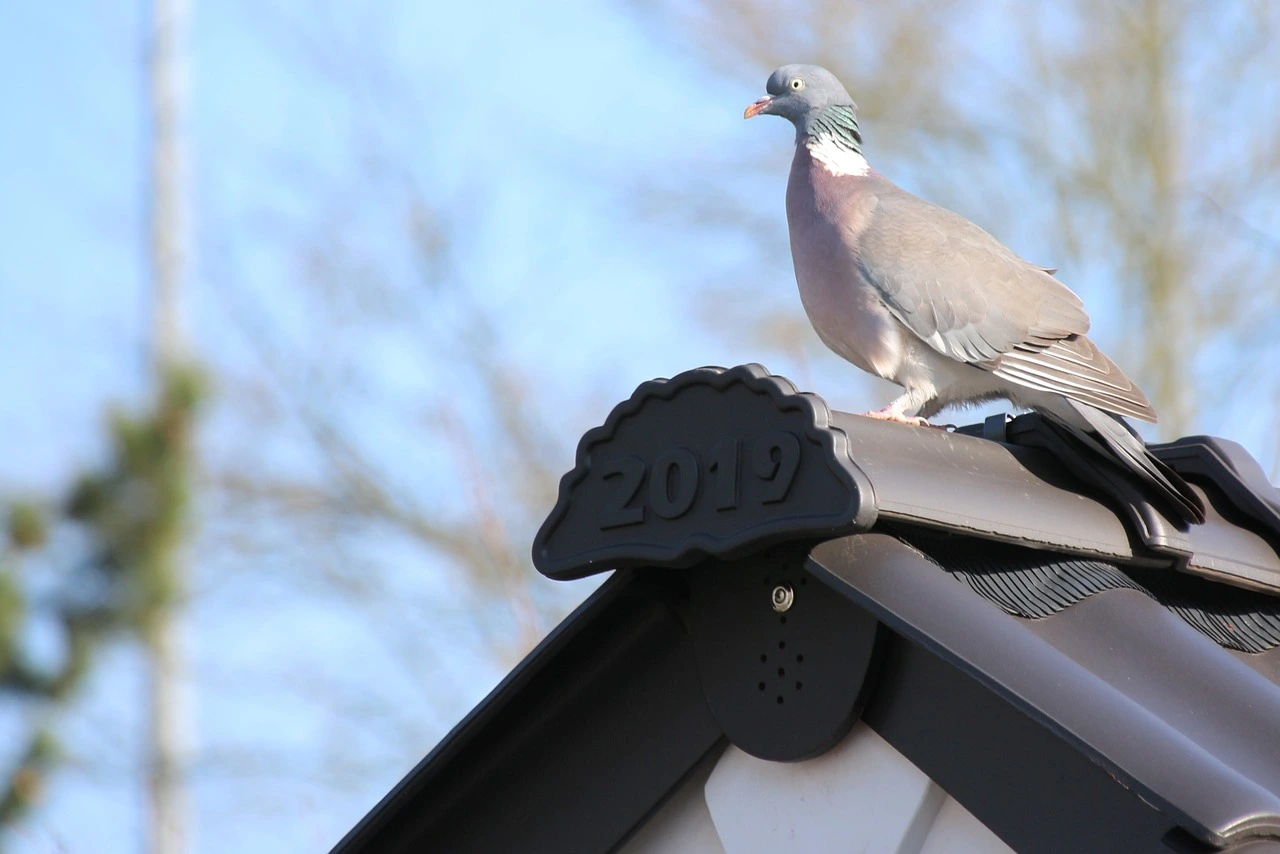 Pigeon on a rooftop near solar panels, highlighting the need for pigeon proofing in the UK