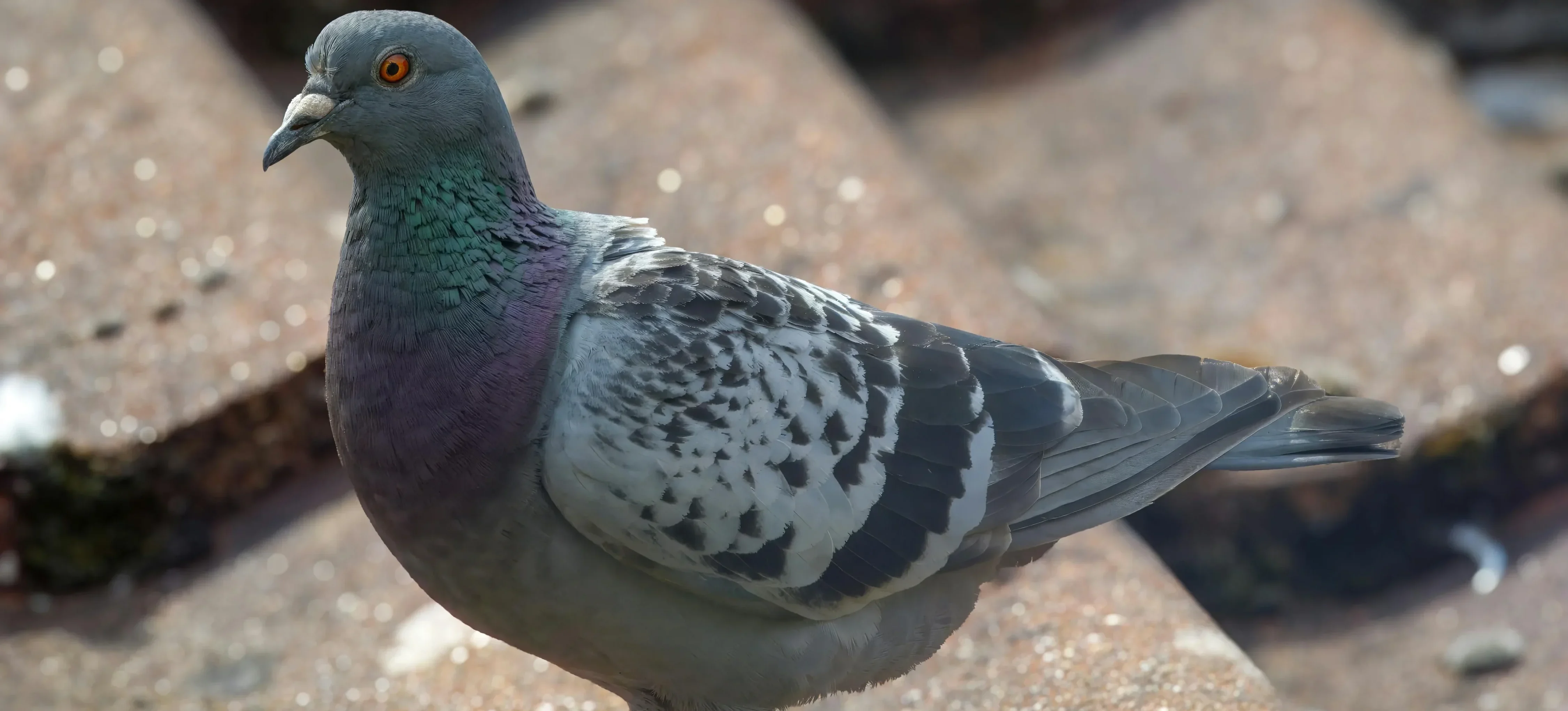 Pigeon on a rooftop highlighting the need for solar panel pigeon proofing in the UK